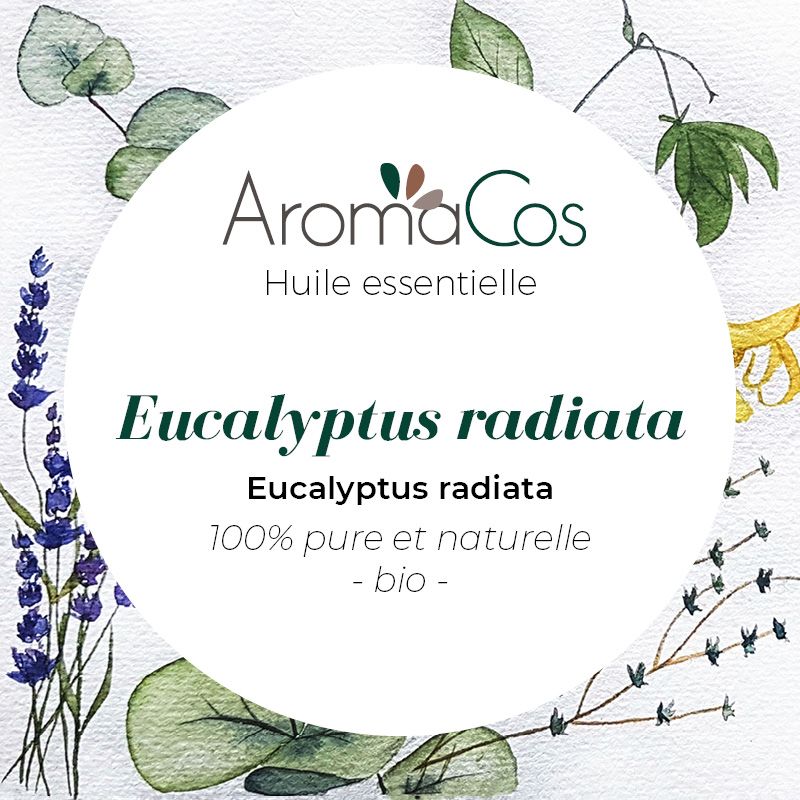 Eucalyptus radiata Bio - Aromacos