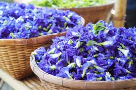 Blue Butterfly Pea Shampoo: hellt graues Haar auf