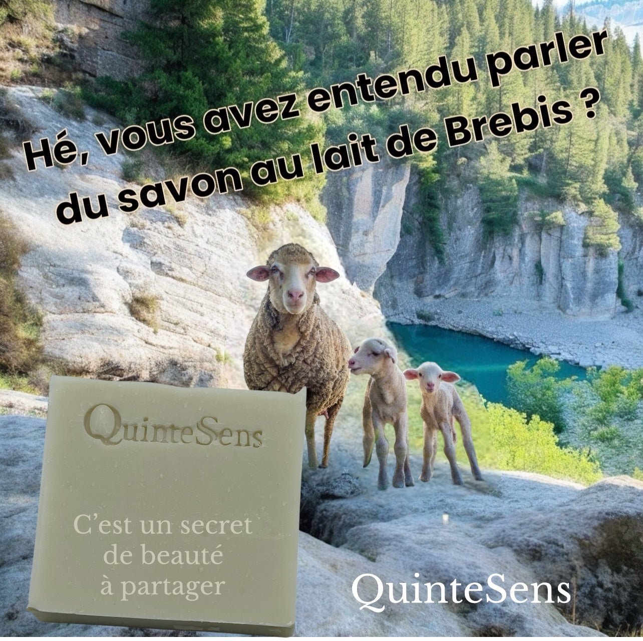 Savon au Lait de Brebis : Le Cocon de Douceur pour les Peaux Sensibles et Exposées. - QuinteSens