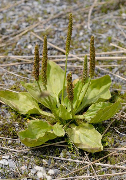 Baume au Plantain - Sensation apaisante - QuinteSens