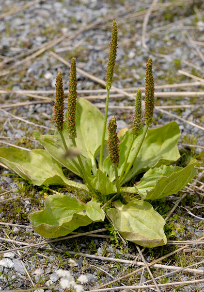 Baume au Plantain - Sensation apaisante