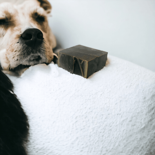 Le Shampoing de Soin Canin - QuinteSens