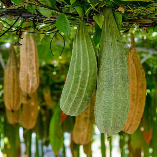 Luffa : L'Exfoliant Naturel Par Excellence - QuinteSens