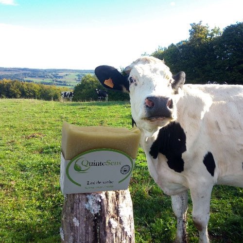 Savon au Lait de Vache : Pour un Nettoyage de Peau en Douceur - QuinteSens